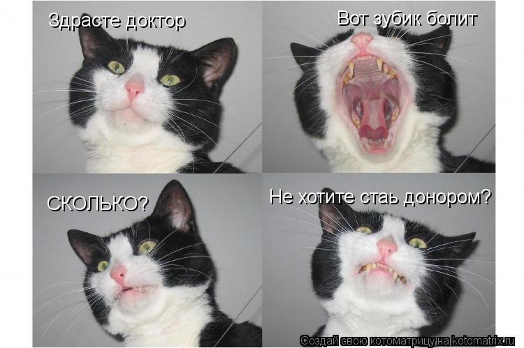 Здрасте доктор Вот зубик болит СКОЛЬКО? Не хотите стаь донором?... Котоматрица: Здрасте доктор Вот зубик болит СКОЛЬКО? Не хотите стаь донором?