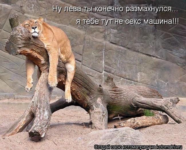 Ну лёва ты конечно размахнулся... я тебе тут не ctrc vfibyf!!! я тебе тут не секс машина!!! я тебе ту... Котоматрица: Ну лёва ты конечно размахнулся... я тебе тут не ctrc vfibyf!!! я тебе тут не секс машина!!! я тебе тут не секс машина!!!