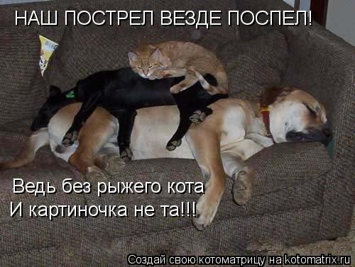 НАШ ПОСТРЕЛ ВЕЗДЕ ПОСПЕЛ! Ведь без рыжего кота И картиночка не та!!!... Котоматрица: НАШ ПОСТРЕЛ ВЕЗДЕ ПОСПЕЛ! Ведь без рыжего кота И картиночка не та!!!
