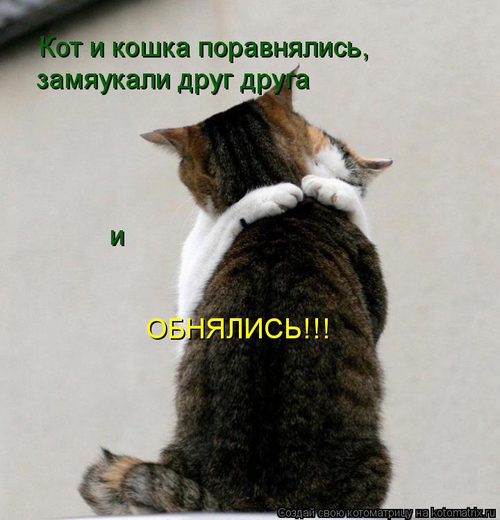 Кот и кошка поравнялись, замяукали друг друга и ОБНЯЛИСЬ!!!... Котоматрица: Кот и кошка поравнялись, замяукали друг друга и ОБНЯЛИСЬ!!!