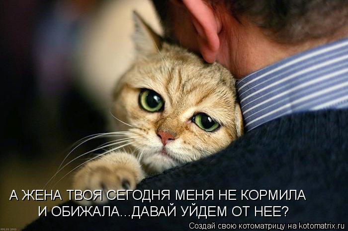 А ЖЕНА ТВОЯ СЕГОДНЯ МЕНЯ НЕ КОРМИЛА И ОБИЖАЛА...ДАВАЙ УЙДЕМ ОТ НЕЕ?... Котоматрица: А ЖЕНА ТВОЯ СЕГОДНЯ МЕНЯ НЕ КОРМИЛА И ОБИЖАЛА...ДАВАЙ УЙДЕМ ОТ НЕЕ?