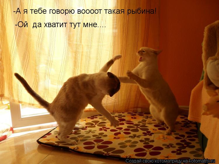 -А я тебе говорю воооот такая рыбина! -Ой да хватит тут мне....... Котоматрица: -А я тебе говорю воооот такая рыбина! -Ой да хватит тут мне....