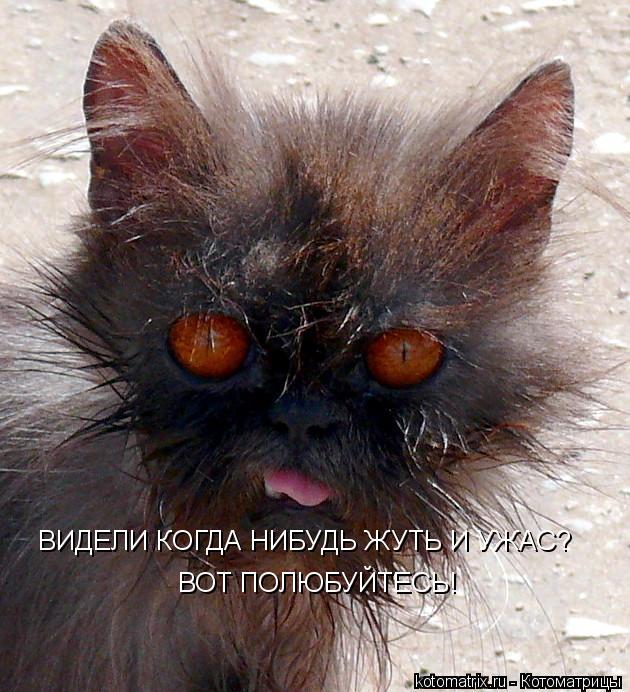 ВИДЕЛИ КОГДА НИБУДЬ ЖУТЬ И УЖАС? ВОТ ПОЛЮБУЙТЕСЬ!... Котоматрица: ВИДЕЛИ КОГДА НИБУДЬ ЖУТЬ И УЖАС? ВОТ ПОЛЮБУЙТЕСЬ!