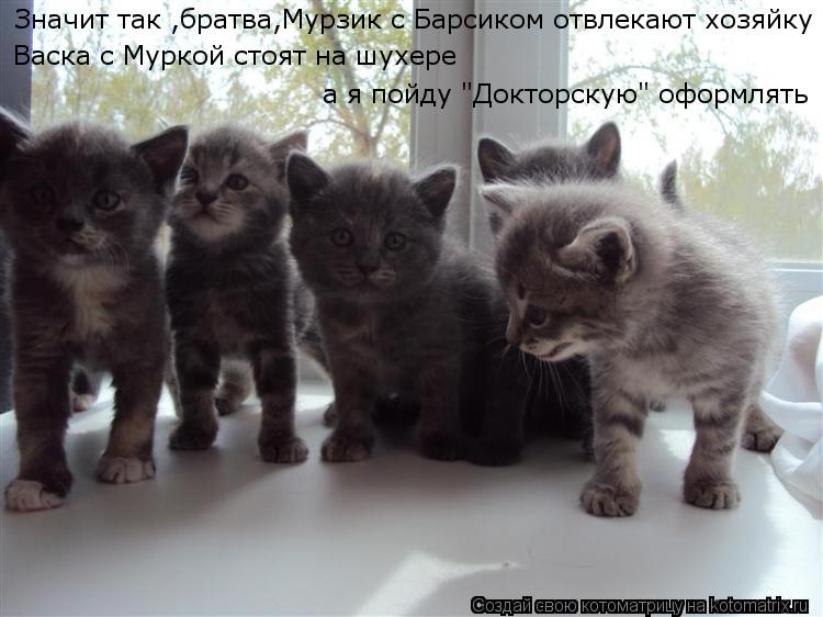 Котоматрица: Значит так ,братва,Мурзик с Барсиком отвлекают хозяйку Васка с Муркой стоят на шухере а я пойду "Докторскую" оформлять