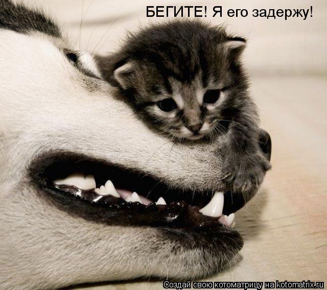 БЕГИТЕ! Я его задержу!... Котоматрица: БЕГИТЕ! Я его задержу!