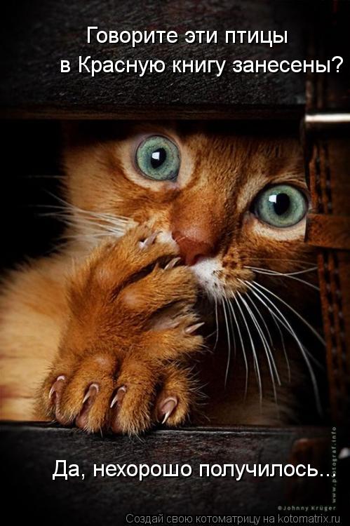 Говорите эти птицы в Красную книгу занесены? Да, нехорошо получилось...... Котоматрица: Говорите эти птицы в Красную книгу занесены? Да, нехорошо получилось...