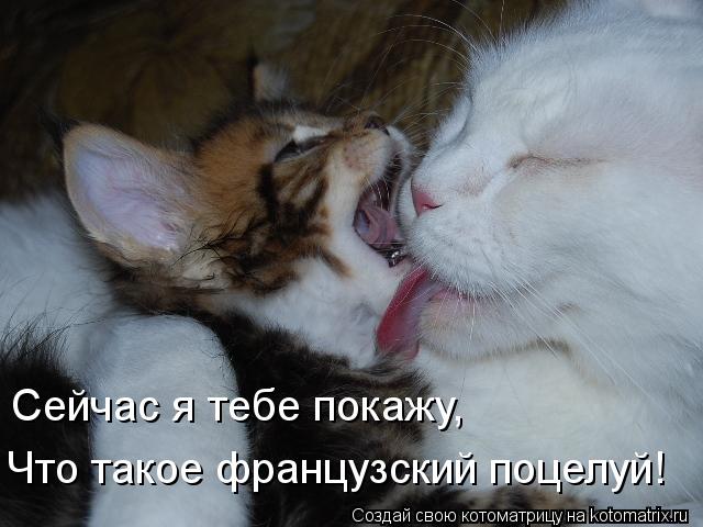 Сейчас я тебе покажу, Что такое французский поцелуй!... Котоматрица: Сейчас я тебе покажу, Что такое французский поцелуй!