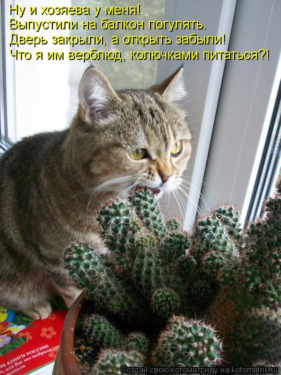 Ну и хозяева у меня! Выпустили на балкон погулять. Дверь закрыли, а открыть забыли! Что я им верблюд,... Котоматрица: Ну и хозяева у меня! Выпустили на балкон погулять. Дверь закрыли, а открыть забыли! Что я им верблюд, колючками питаться?!