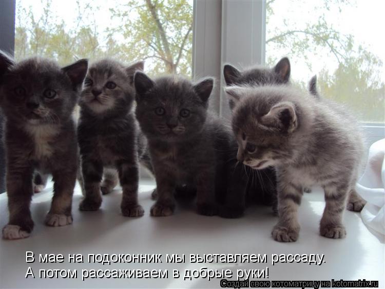 В мае на подоконник мы выставляем рассаду. А потом рассаживаем в добрые руки!... Котоматрица: В мае на подоконник мы выставляем рассаду. А потом рассаживаем в добрые руки!