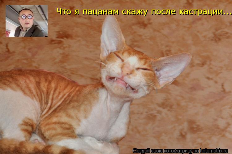 Что я пацанам скажу после кастрации...... Котоматрица: Что я пацанам скажу после кастрации...