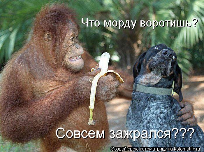 Что морду воротишь? Совсем зажрался???... Котоматрица: Что морду воротишь? Совсем зажрался???