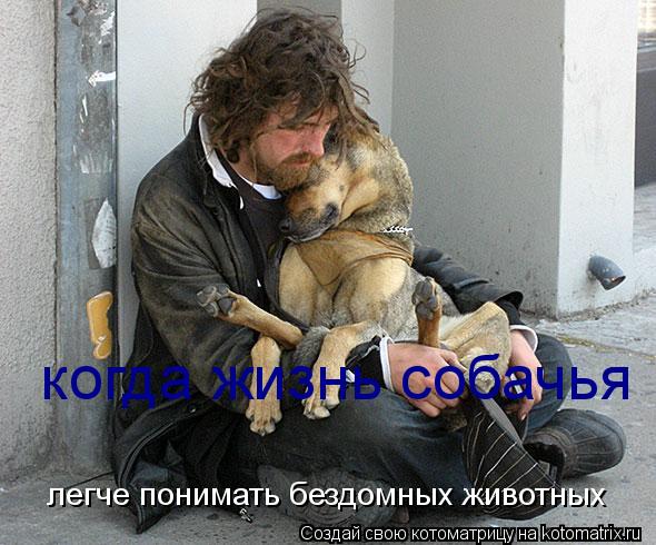 когда жизнь собачья легче понимать бездомных животных... Котоматрица: когда жизнь собачья легче понимать бездомных животных