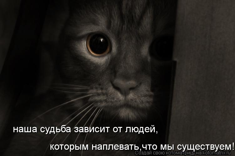 наша судьба зависит от людей, которым наплевать,что мы существуем!... Котоматрица: наша судьба зависит от людей, которым наплевать,что мы существуем!