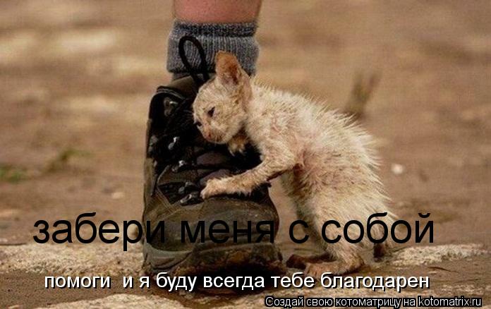 забери меня с собой помоги и я буду всегда тебе благодарен... Котоматрица: забери меня с собой помоги и я буду всегда тебе благодарен