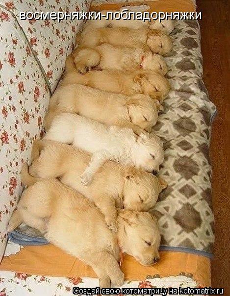 восмерняжки-лобладорняжки... Котоматрица: восмерняжки-лобладорняжки
