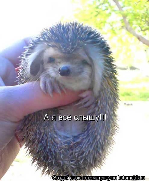 А я всё слышу!!!... Котоматрица: А я всё слышу!!!