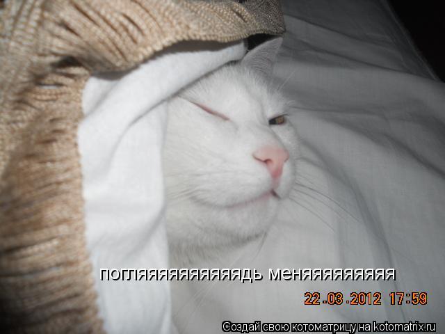 погляяяяяяяяяядь меняяяяяяяяя... Котоматрица: погляяяяяяяяяядь меняяяяяяяяя