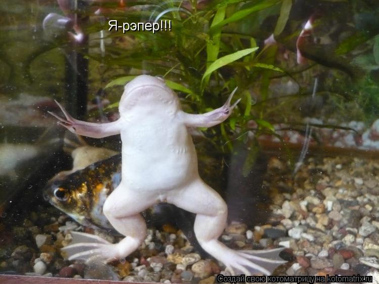 Я-рэпер!!!... Котоматрица: Я-рэпер!!!