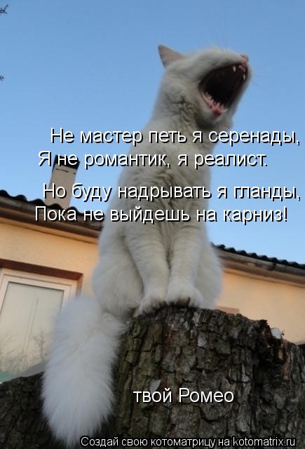 Но буду надрывать я гланды, Пока не выйдешь на карниз! твой Ромео Не мастер петь я серенады, Я не ром... Котоматрица: Но буду надрывать я гланды, Пока не выйдешь на карниз! твой Ромео Не мастер петь я серенады, Я не романтик, я реалист.
