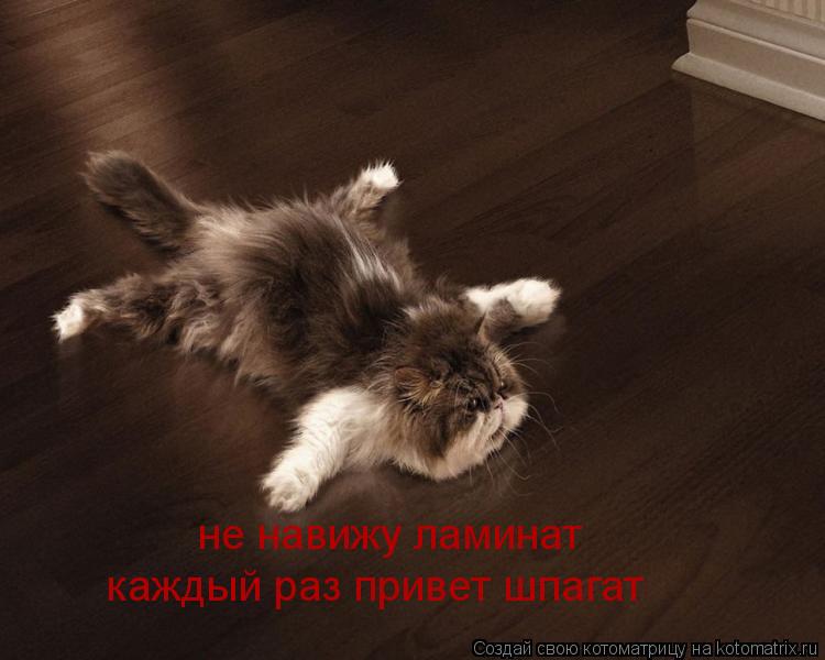 Котоматрица: не навижу ламинат каждый раз привет шпагат