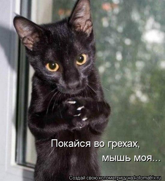 Котоматрица: Покайся во грехах, мышь моя...