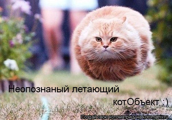 Котоматрица: Неопознаный летающий котОбъект :)