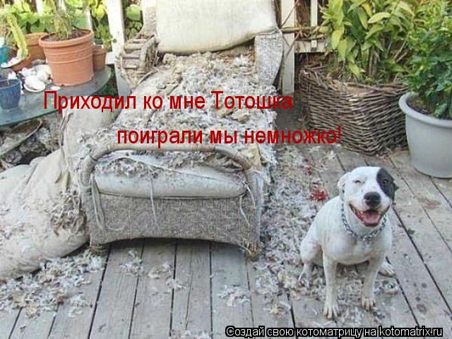 Котоматрица: Приходил ко мне Тотошка поиграли мы немножко!