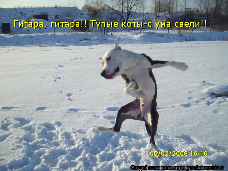 Котоматрица: Гитара, гитара!! Тупые коты-с ума свели!!
