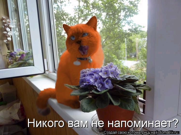 Котоматрица: Никого вам не напоминает?