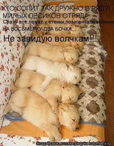 Котоматрица: КТО СОПИТ ТАК ДРУЖНО В РЯД?! МИЛЫХ ПЕСИКОВ ОТРЯД! Сразу все лежат у стенки,позапрятали коленки, НА ВОСЬМЕРКУ-ДВА БОЧКА,,, Не завидую волчкам!!!
