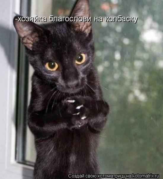 Котоматрица: хозяйка благослови на колбас -хозяйка благослови на колбаску