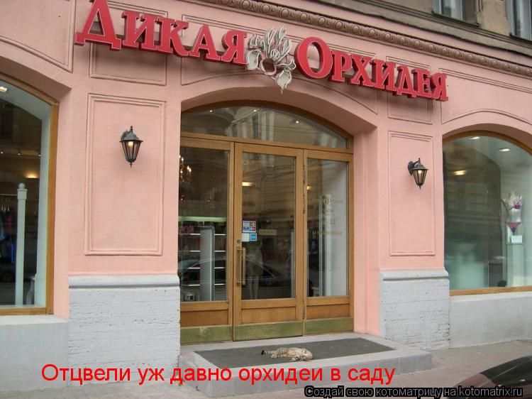 Котоматрица: Отцвели уж давно орхидеи в саду