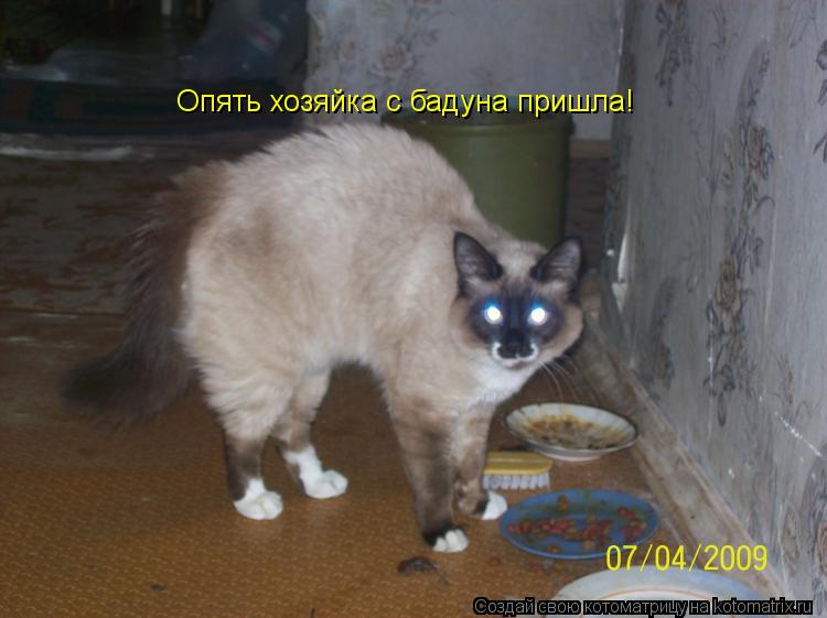 Котоматрица: Опять хозяйка с бадуна пришла!