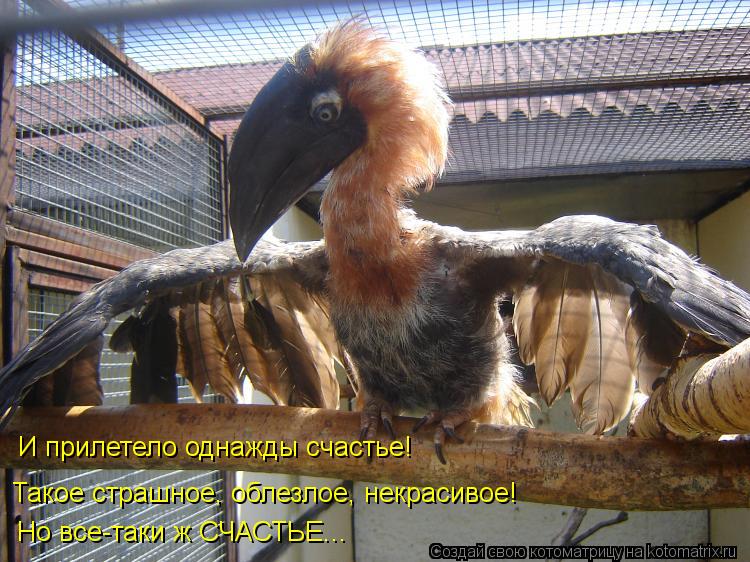 Котоматрица: И прилетело однажды счастье! Такое страшное, облезлое, некрасивое! Но все-таки ж СЧАСТЬЕ...