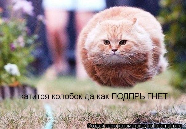 Котоматрица: катится колобок да как ПОДПРЫГНЕТ!