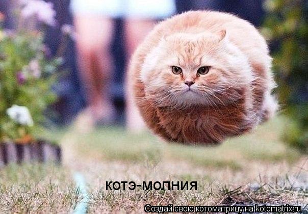 Котоматрица: котэ-молния