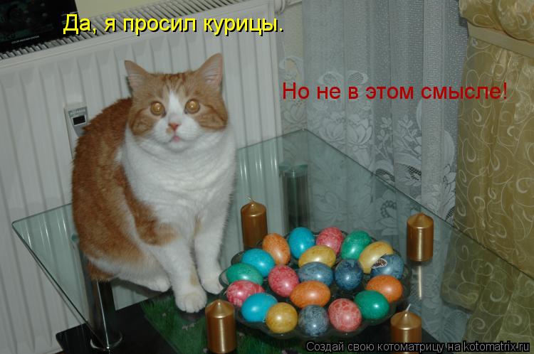 Котоматрица: Да, я просил курицы. Но не в этом смысле!
