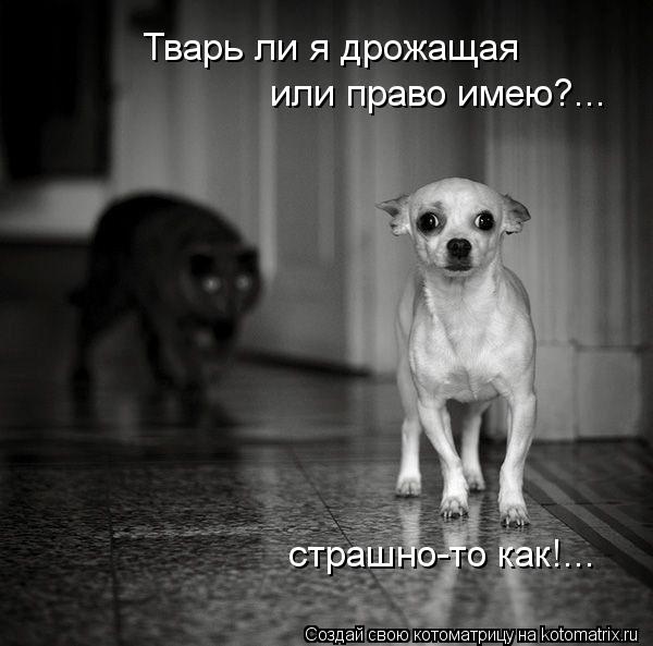 Котоматрица: Тварь ли я дрожащая или право имею?... страшно-то как!...