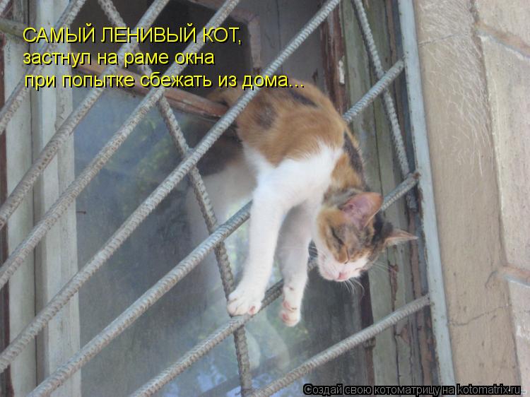 Котоматрица: САМЫЙ ЛЕНИВЫЙ КОТ,  застнул на раме окна  при попытке сбежать из дома...