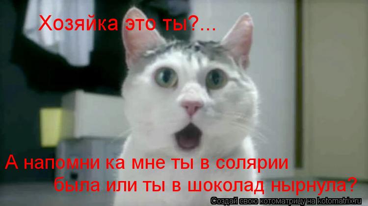 Котоматрица: Хозяйка это ты?... А напомни ка мне ты в солярии  была или ты в шоколад нырнула?