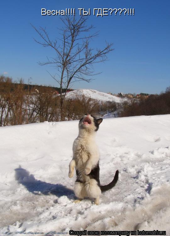 Котоматрица: Весна!!!! ТЫ ГДЕ????!!!