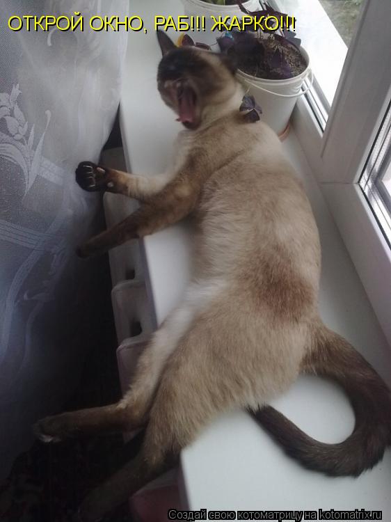 Котоматрица: ОТКРОЙ ОКНО, РАБ!!! ЖАРКО!!!
