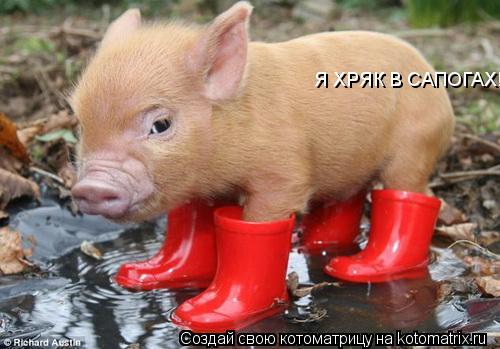 Котоматрица: Я ХРЯК В САПОГАХ! Я ХРЯК В САПОГАХ!