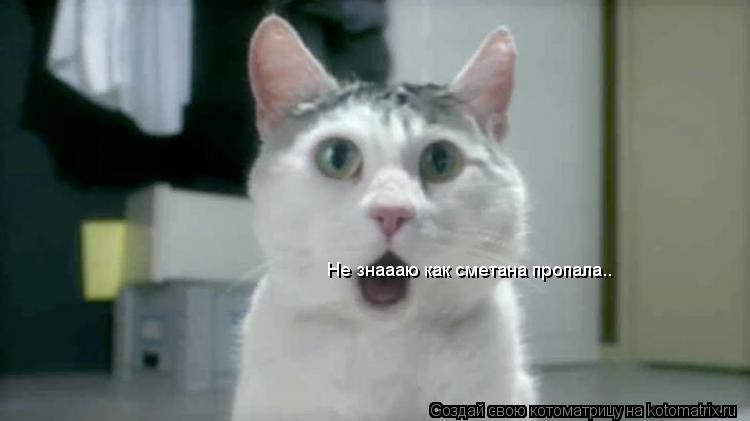 Котоматрица: Не знаааю как сметана пропала..