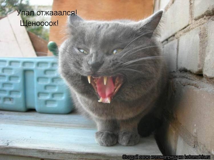 Котоматрица: Упал отжааался! Щеноооок!