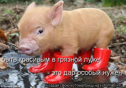 Котоматрица: быть красивым в грязной луже - это дар особый нужен!
