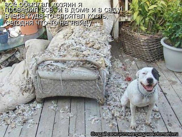 Котоматрица: всё обыскал хозяин я проверил всё, и в доме и в саду! вчера куда-то спрятал кость,  сегодня что-то не найду...