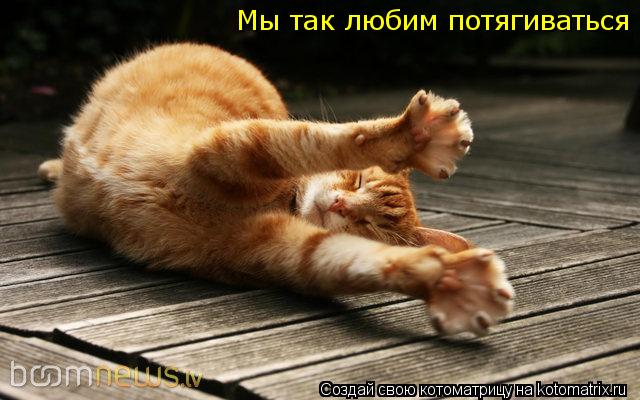 Котоматрица: Мы так любим потягиваться