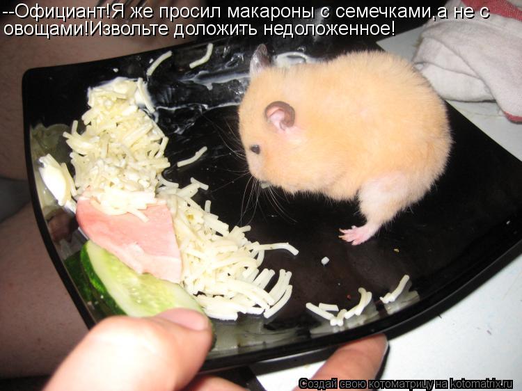 Котоматрица: --Официант!Я же просил макароны с семечками,а не с  овощами!Извольте доложить недоложенное!