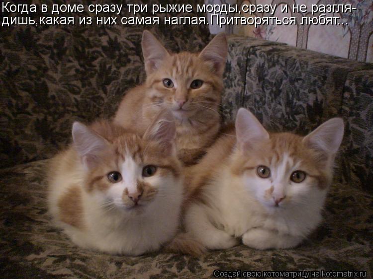 Котоматрица: Когда в доме сразу три рыжие морды,сразу и не разгля- дишь,какая из них самая наглая.Притворяться любят...